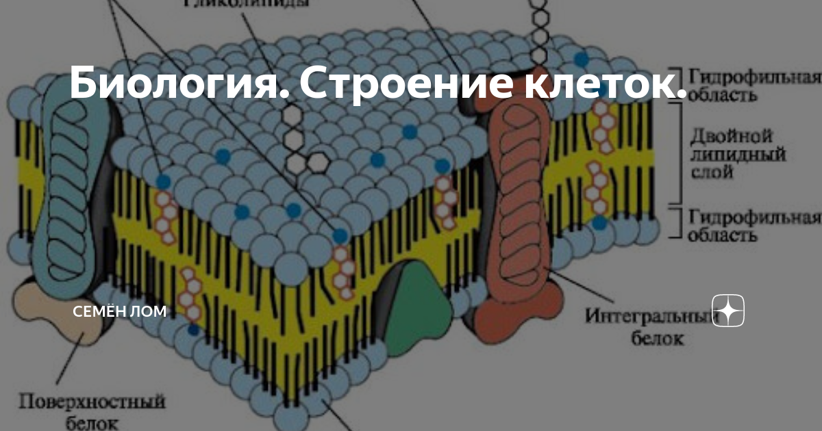 2 4 строение клеток