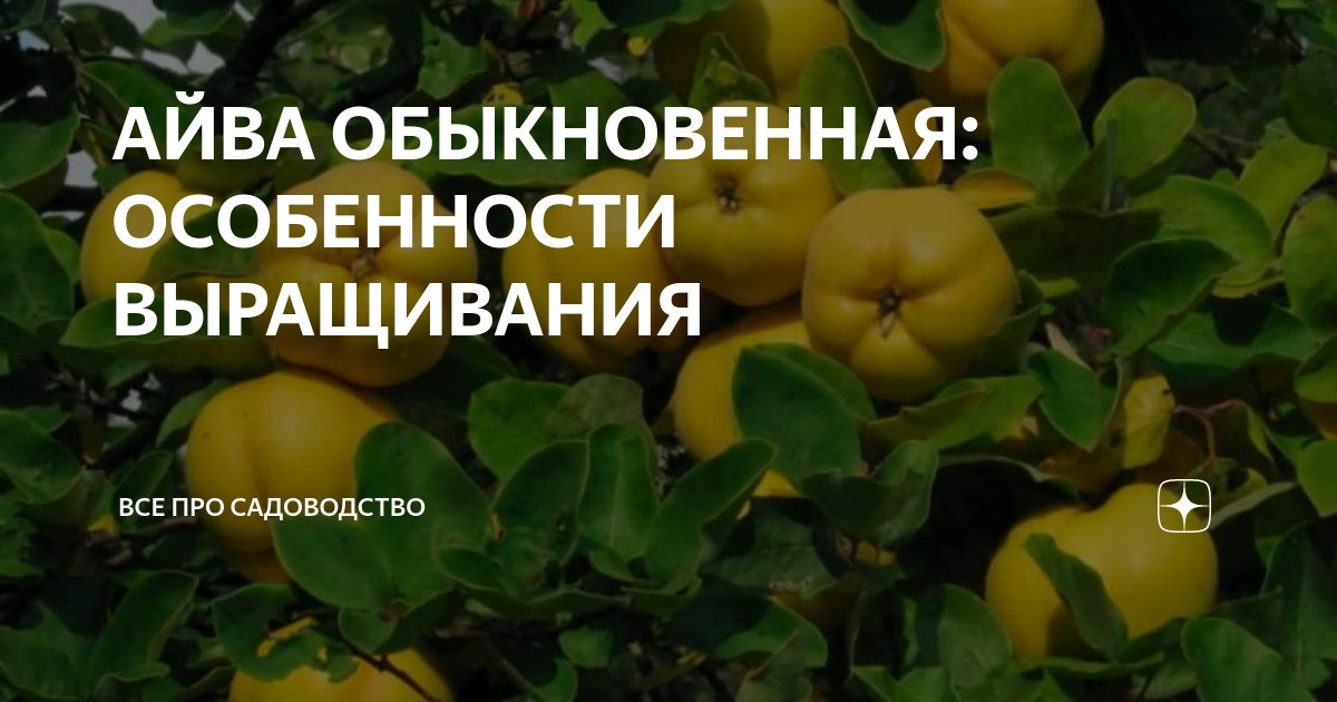 Особенности выращивания дерева в саду