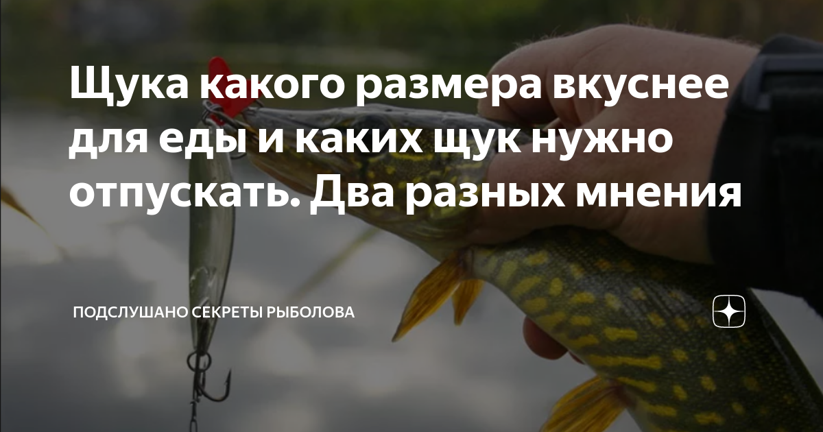 сколько калорий в филе щуки