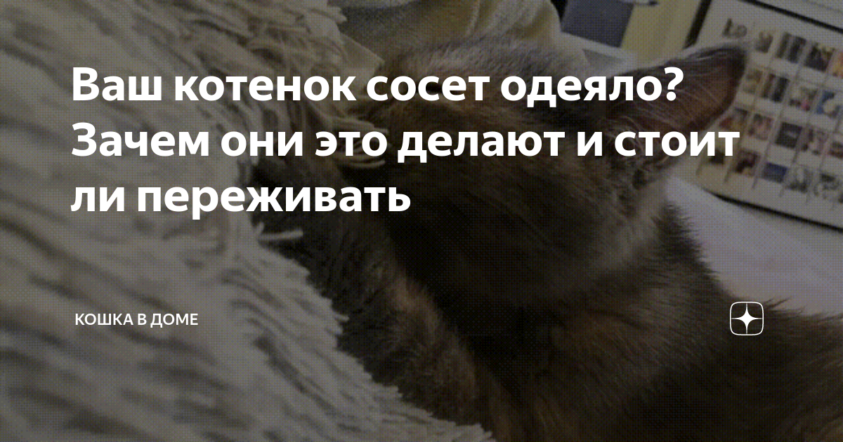 Почему котенок не ест? Что делать, если котенок отказывается от еды?