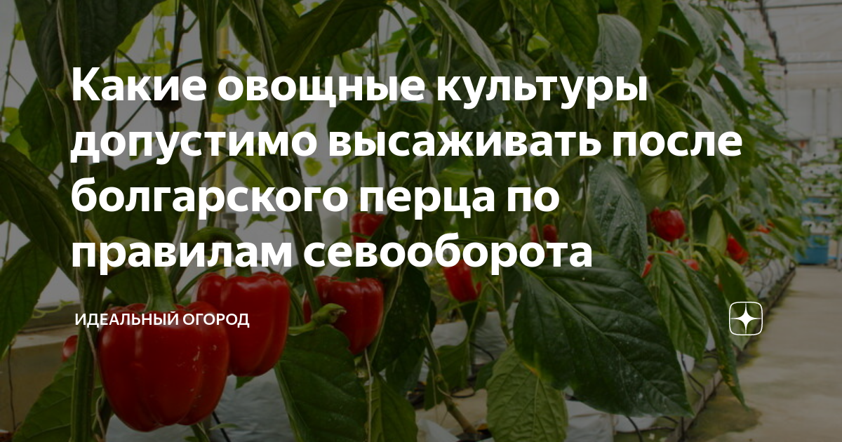 Отрыжка после болгарского перца. Что можно посадить после перца болгарского.