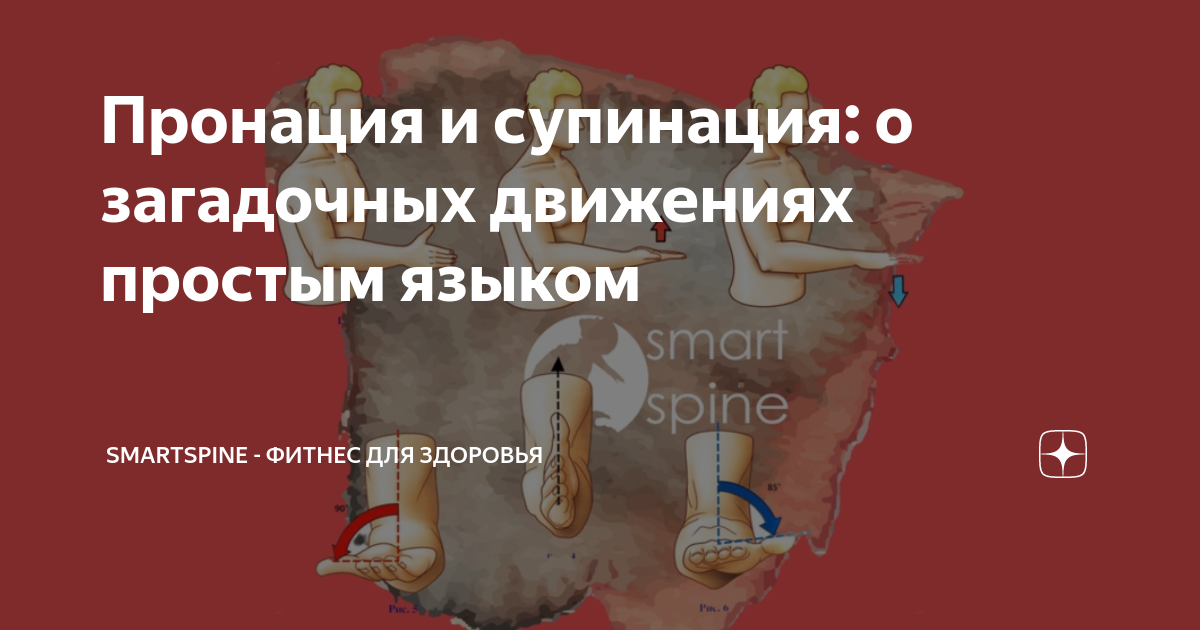 Пронация и супинация: о загадочных движениях простым языком ...