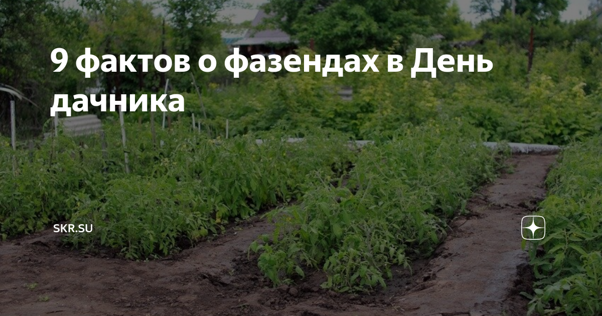 День дачника 2024 году