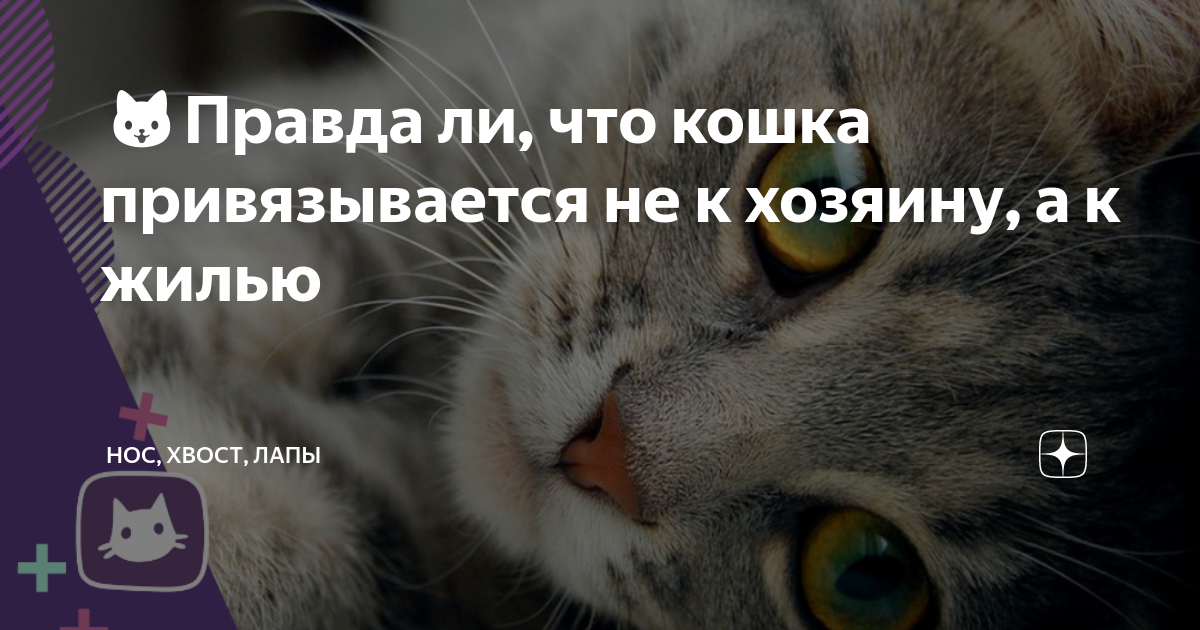 Привязанность к кошкам 11 букв сканворд. Имеют ли коты привязанность к хозяину. Почему кошка привязывается к одному человеку. К чему за тобой увязалась кошка. Патологическая привязанность к кошкам