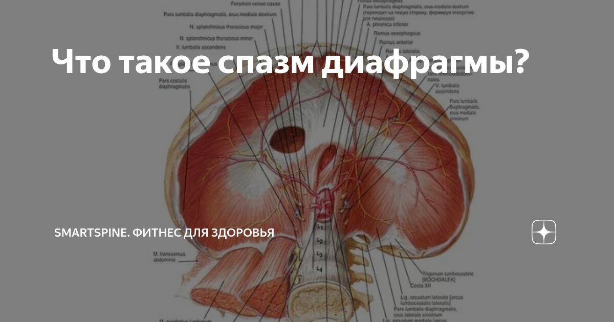 Где находится диафрагма у человека фото симптомы и лечение