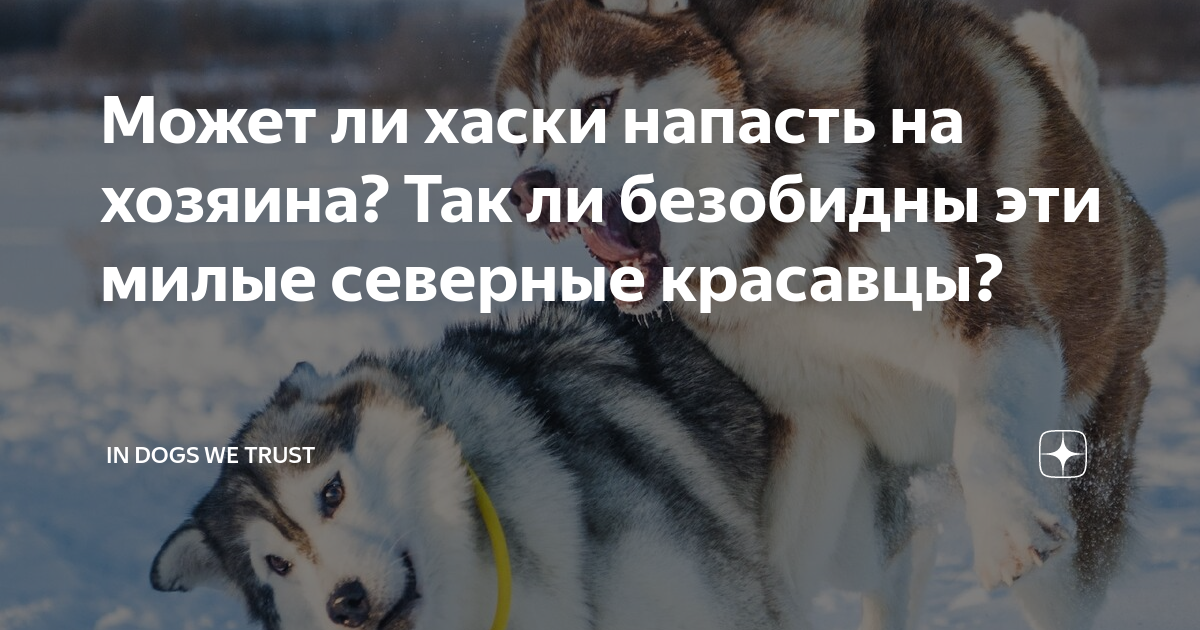 Можно ли хаскам