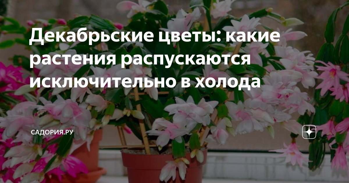 Декабрьские цветы