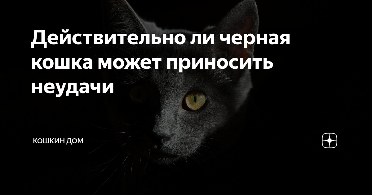 К чему сбить черную кошку. Правда что черные кошки приносят неудачу. почему считают что черный кот приносит неудачу.