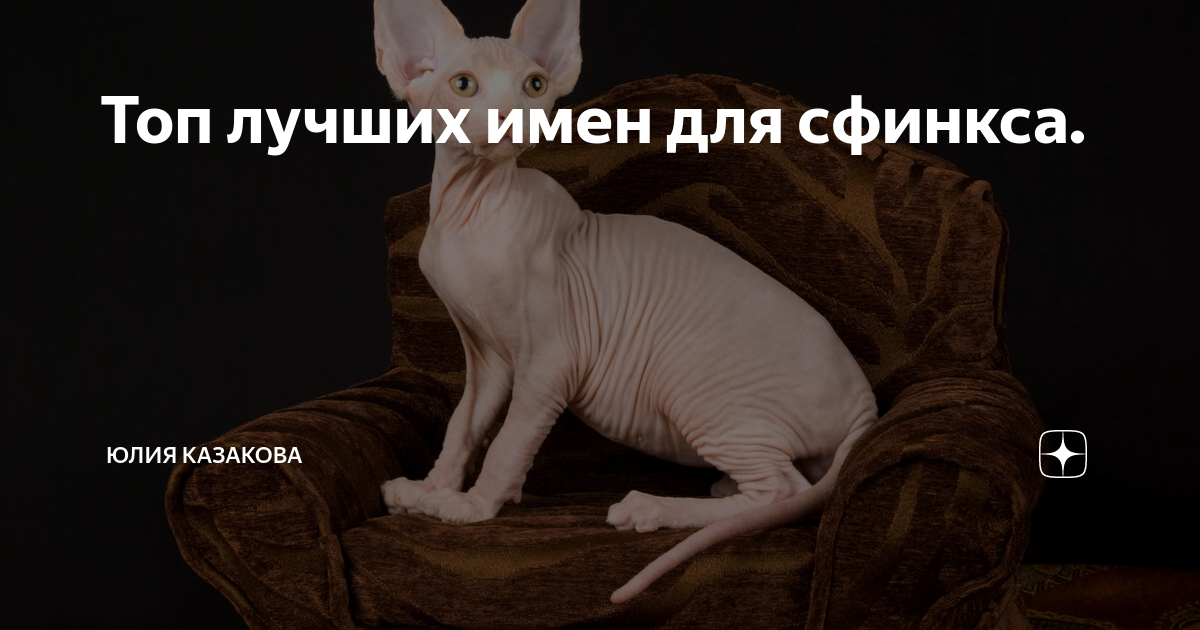 Имя для сфинкса девочки. Имена для сфинксов мальчиков. Имена для кошек мальчиков сфинксов. Прикольное имя для сфинкса мальчика