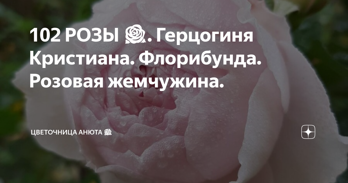 102 РОЗЫ 🌹. Герцогиня Кристиана. Флорибунда. Розовая жемчужина ...