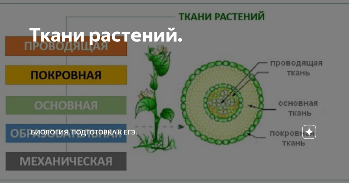 Органы растения, состав и структура клетки, ткани