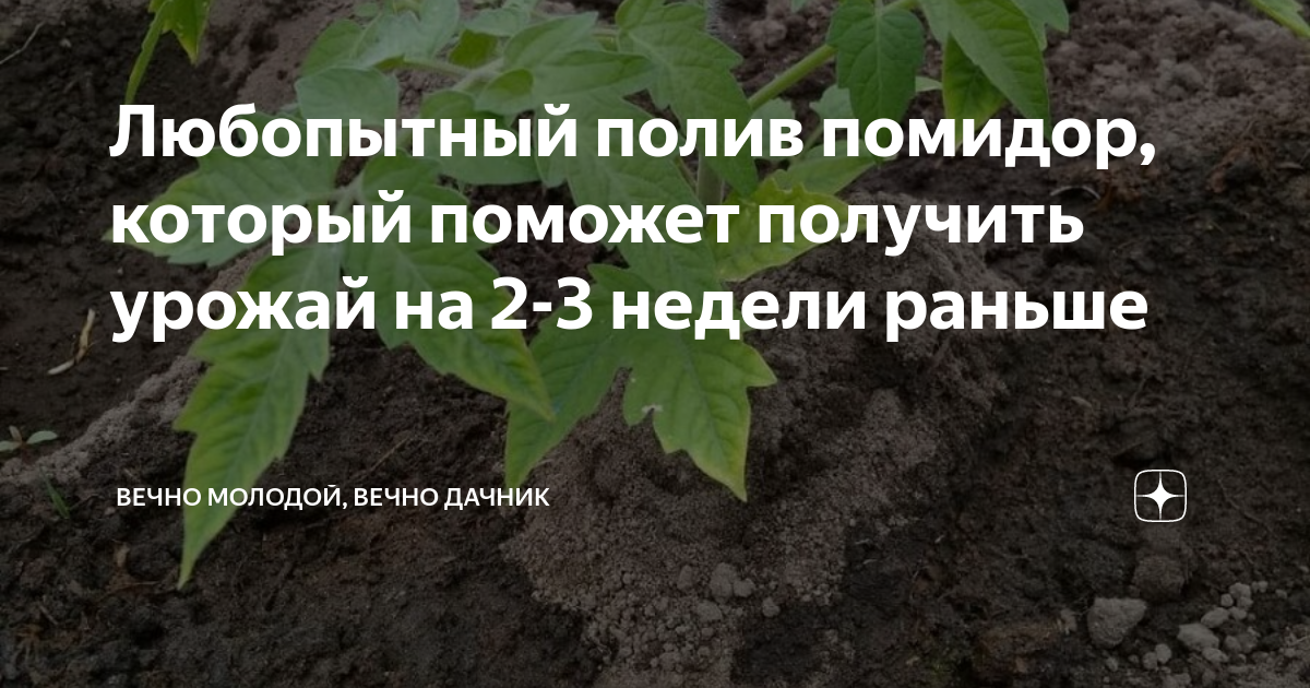Любопытный полив помидор, который поможет получить урожай на 2-3 недели ...