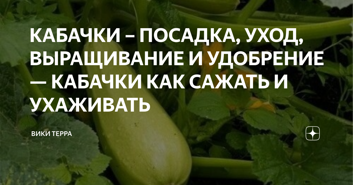 Когда можно сажать кабачки. Как ухаживать за кабачками. Орагнияеаки выращенный кабачок. Посадка кабачков в траве. Правила посадки кабачков.