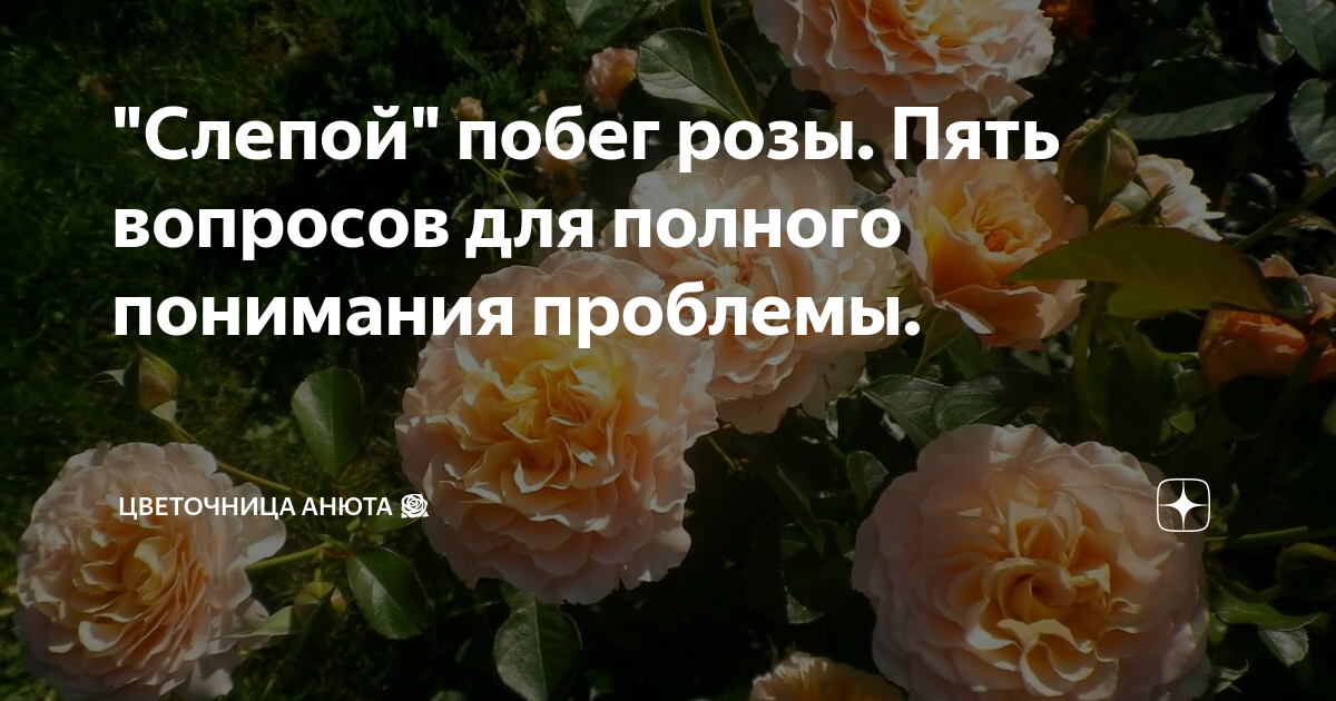 Побег розы. Слепой побег у розы. Слепые побеги на розах. Цветочница Анюта розы.