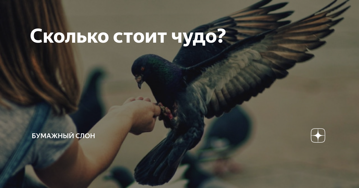 Сколько стоит чудо? | Бумажный Слон | Дзен
