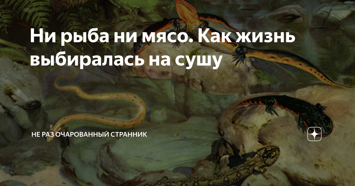 Ни рыба ни мясо. Как жизнь выбиралась на сушу | Не раз очарованный ...
