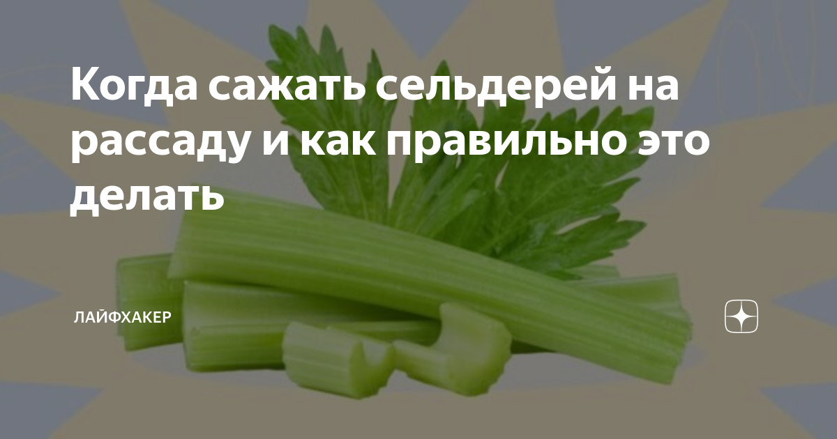 Когда сажать на рассаду сельдерей листовой. Стебель черешкового сельдерея. Сельдерей при сахарном диабете. Сельдерей похудание. Сельдерей листовой