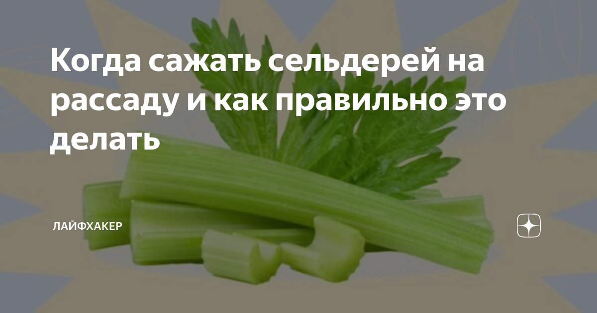 Как сеять сельдерей на рассаду. Как садить сельдерей на рассаду. Как сажать сельдерей на рассаду в домашних условиях. Когда посадить сельдерей на рассаду. Когда сажать сельдерей на рассаду в Подмосковье.