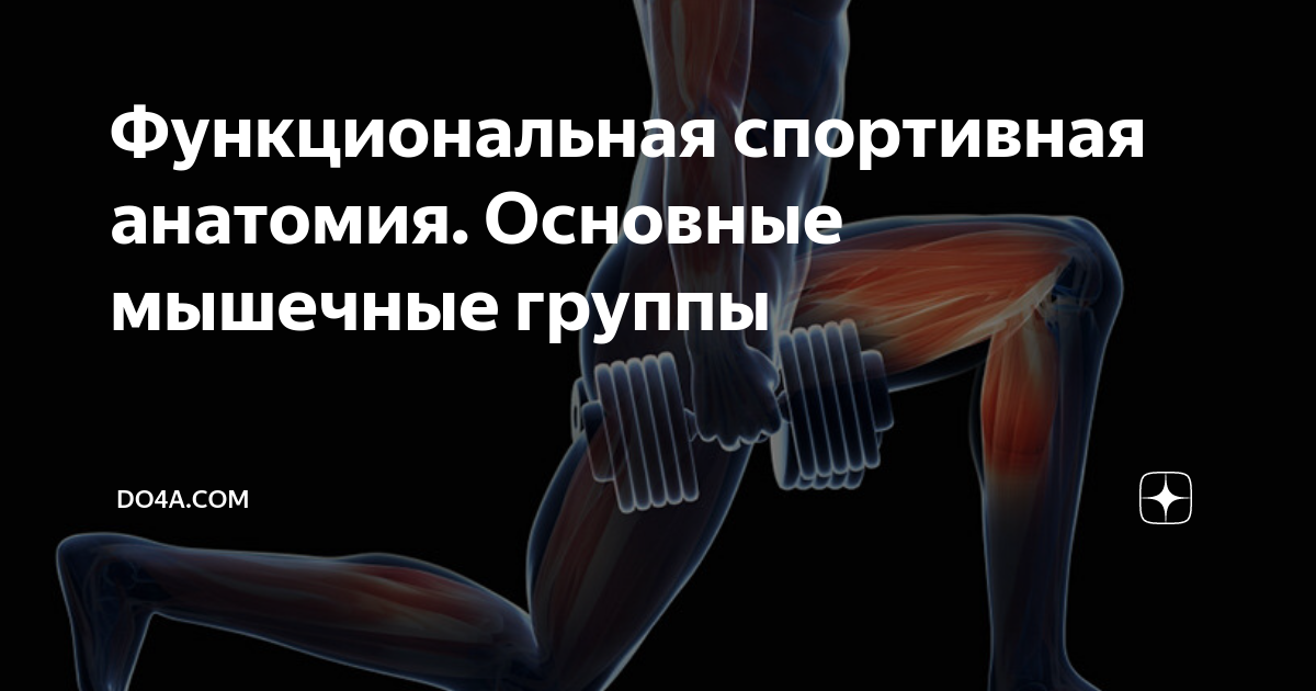 Функциональная спортивная анатомия. Основные мышечные группы | DO4A | Дзен