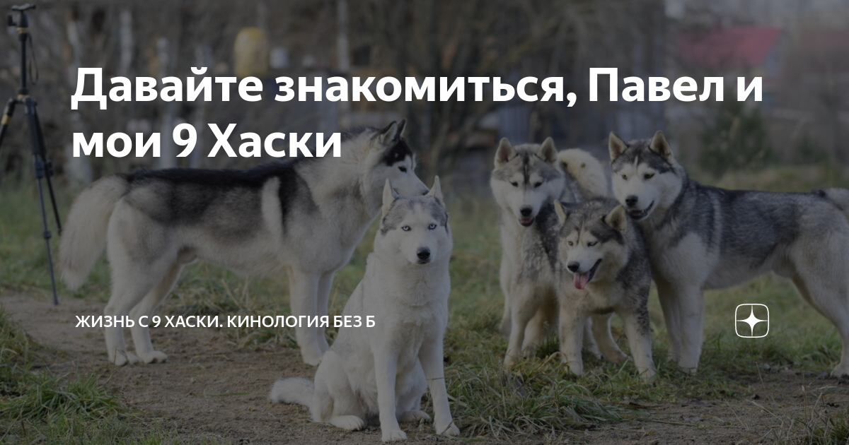 Жизнь с 10 хаски. Баранцев Павел хаски. Хаски Павла Баранцева. Павел Баранцев заводчик хаски. Жизнь с 9 хаски кинология без б дзен.