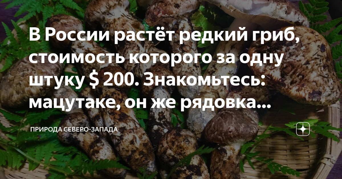 Путем грибной мудрости. Гриб мацутаки. Самые дорогие грибы в России. Мацутаке в России где растет. Гриб мацутаки в Башкирии растет.