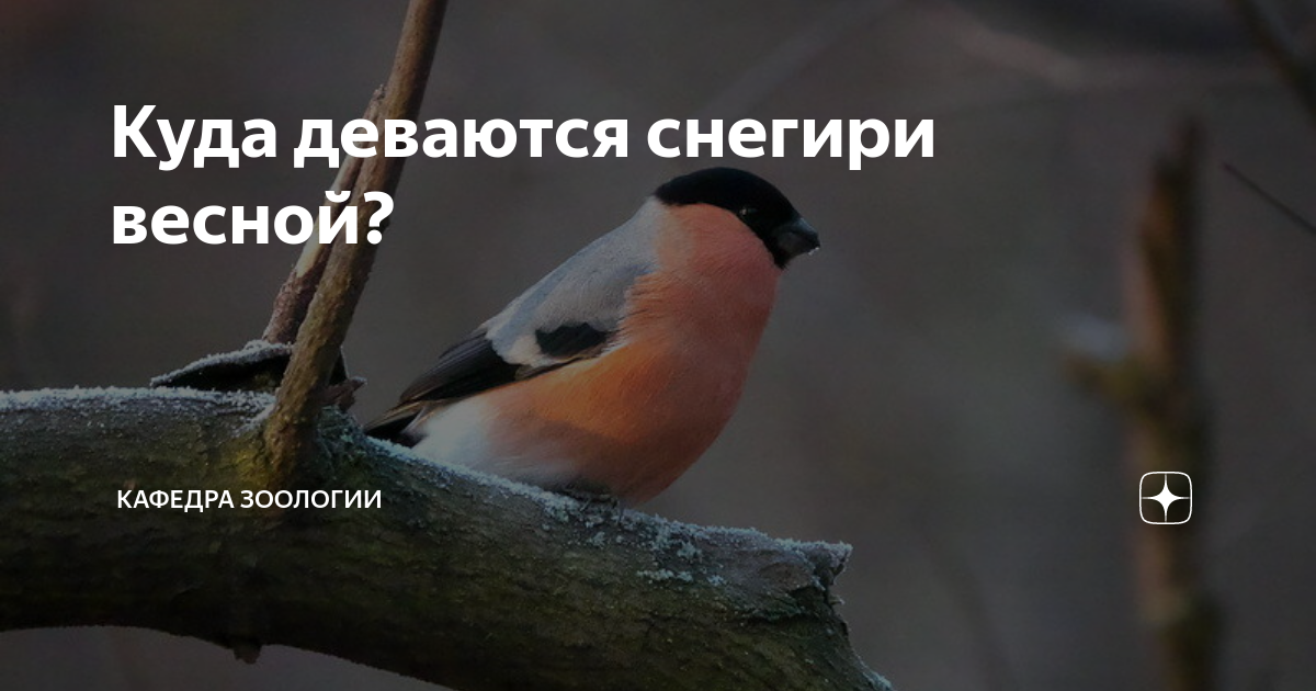 Куда деваются снегири. Куда деваются снегири. Снегирь самка и самец. Куда деваются снегири. Зимующие птицы снегирь.