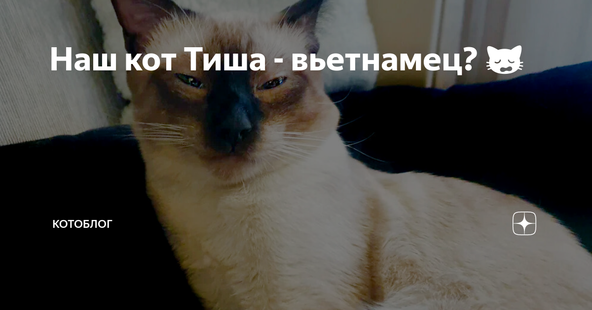 Котоблог дзен