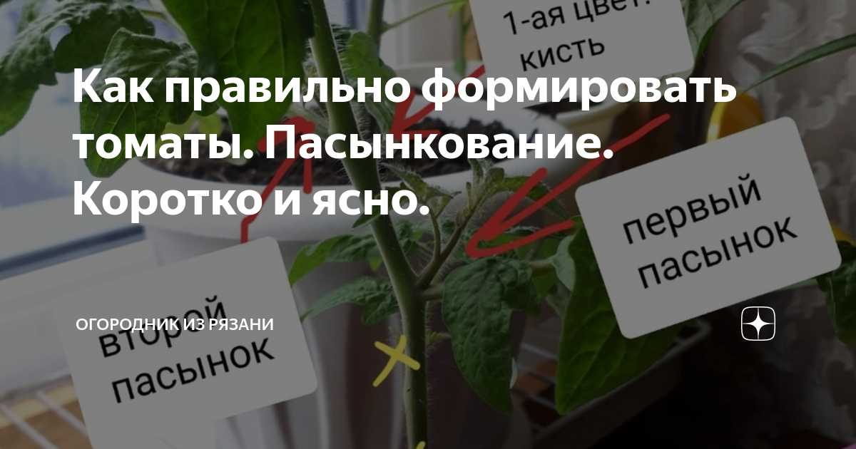 Огородник из рязани рассада томатов. Пасынкование огородник из Рязани. Пасынкование томатов. Огородник из Рязани пасынкование томатов. Пасынкование помидор огородник из Рязани.