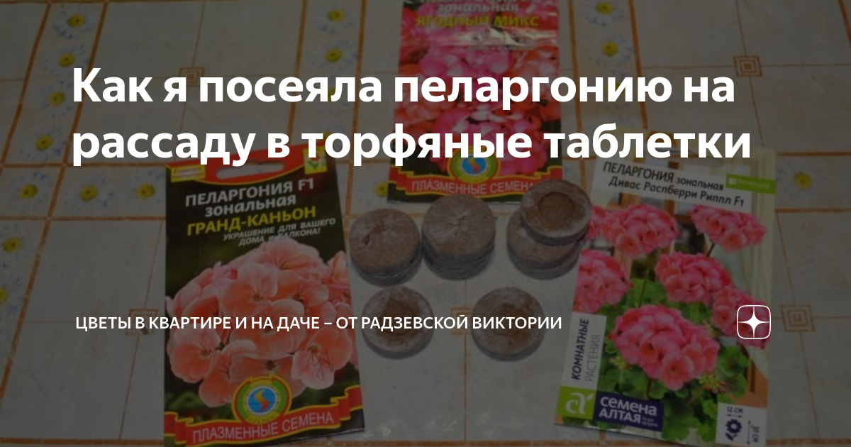Как я посеяла пеларгонию на рассаду в торфяные таблетки | Цветы в ...