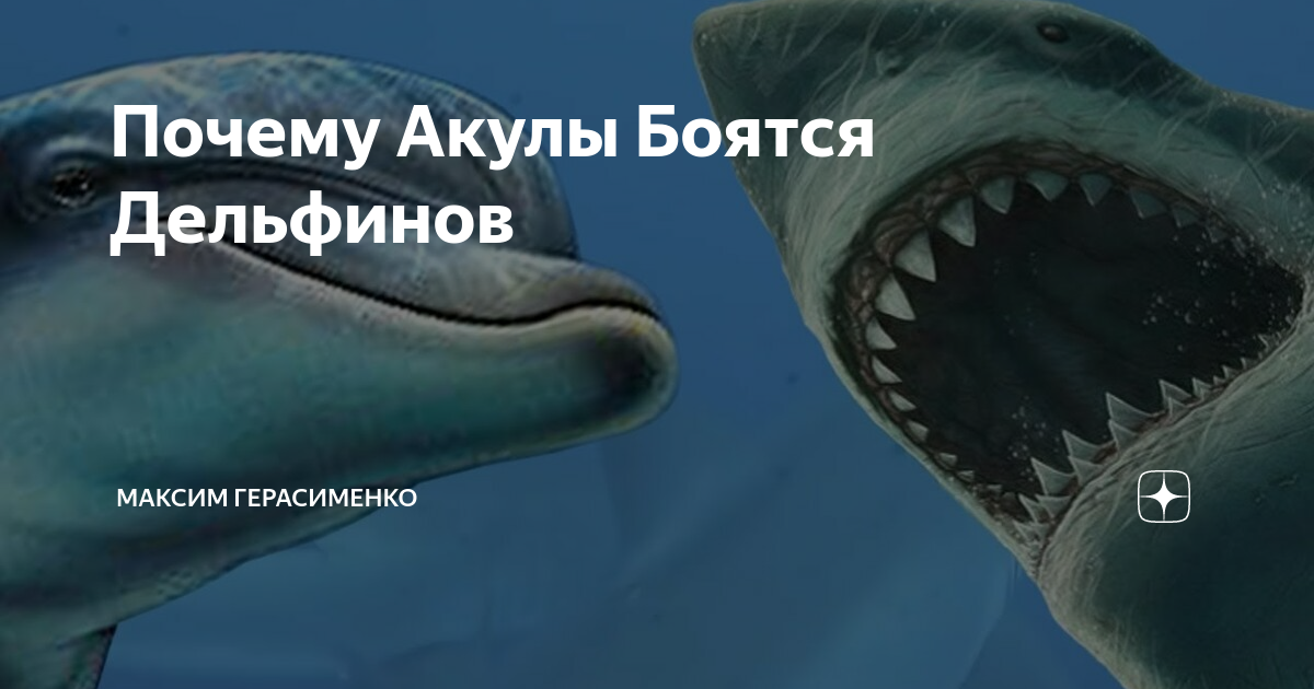 Почему боятся акул. Почему боятся акул