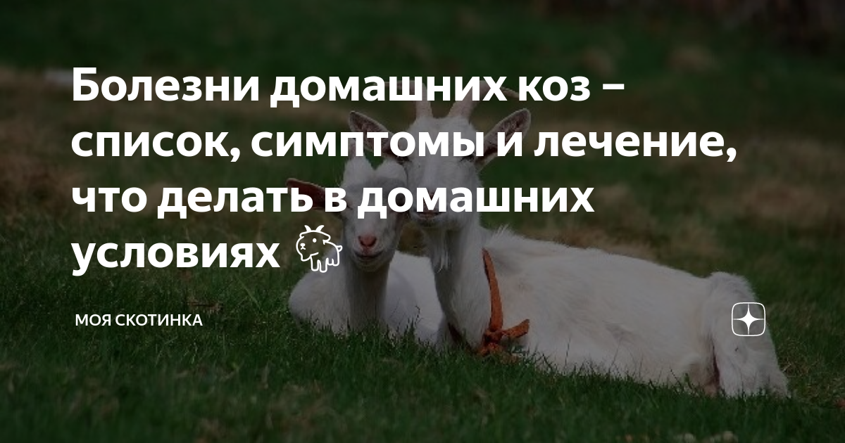 Лечить козу. Козий дом дзен. Скотинка. Бабушка лечит козочку. Маша лечит козочку
