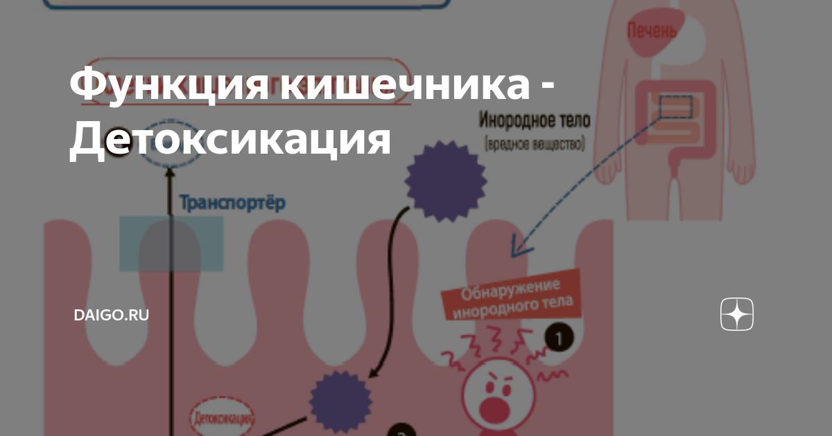 Детоксикация организма компас трезвости. Детоксикация кишечника. Детоксикация функция. Механизм детоксикации в клетке. Детоксикация печени картинки.