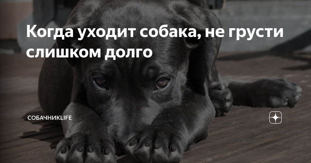 Собака уходящий год. Собака уходит. Собачки уходим. Собачки мы уходим. Картинки когда уходит собака.