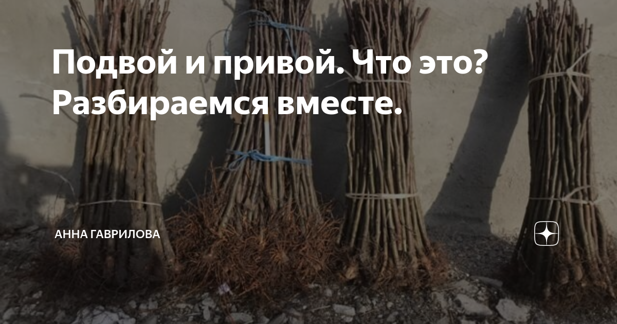 Подвой и привой. Что это? Разбираемся вместе. | Село в городе | Дзен
