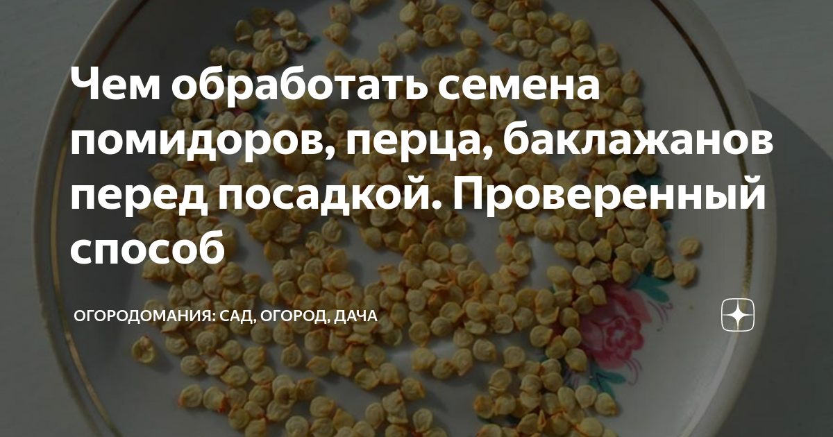 Обработка семян. Обработка семян перед посевом. Чем обработать семена. Семена перца в марганцовке. Семена помидор замочить в марганцовке перед посадкой