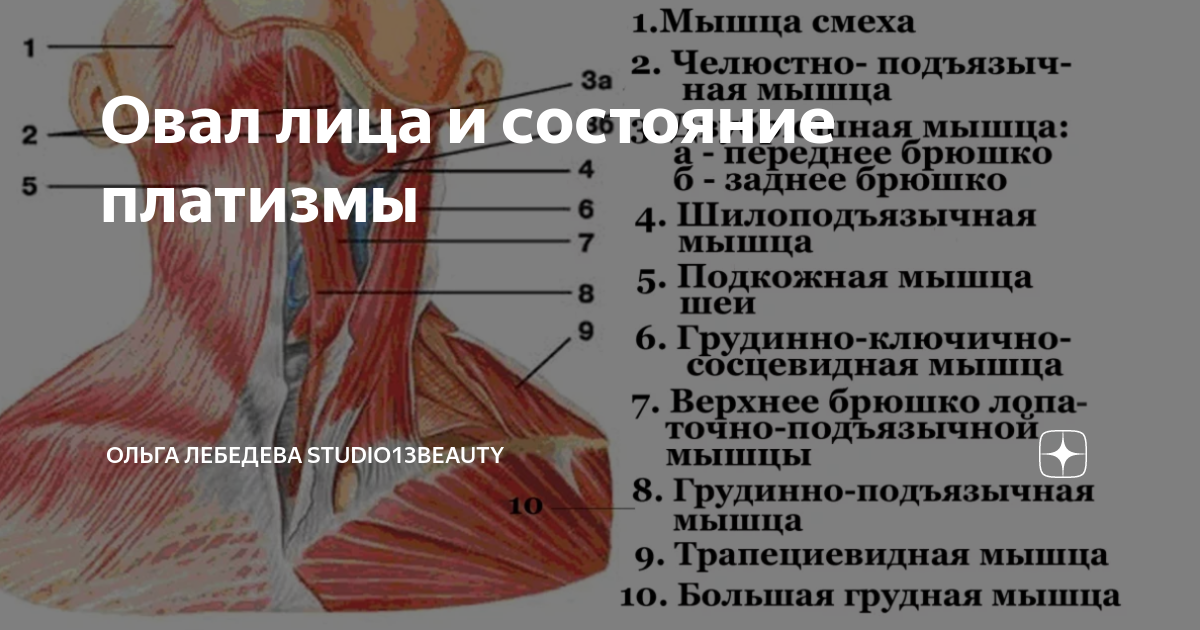 Подкожная мышца функция. Платизма мышца шеи анатомия. Подкожная мышца шеи платизма. Подкожная мышца шеи анатомия. Мышца платизма упражнения