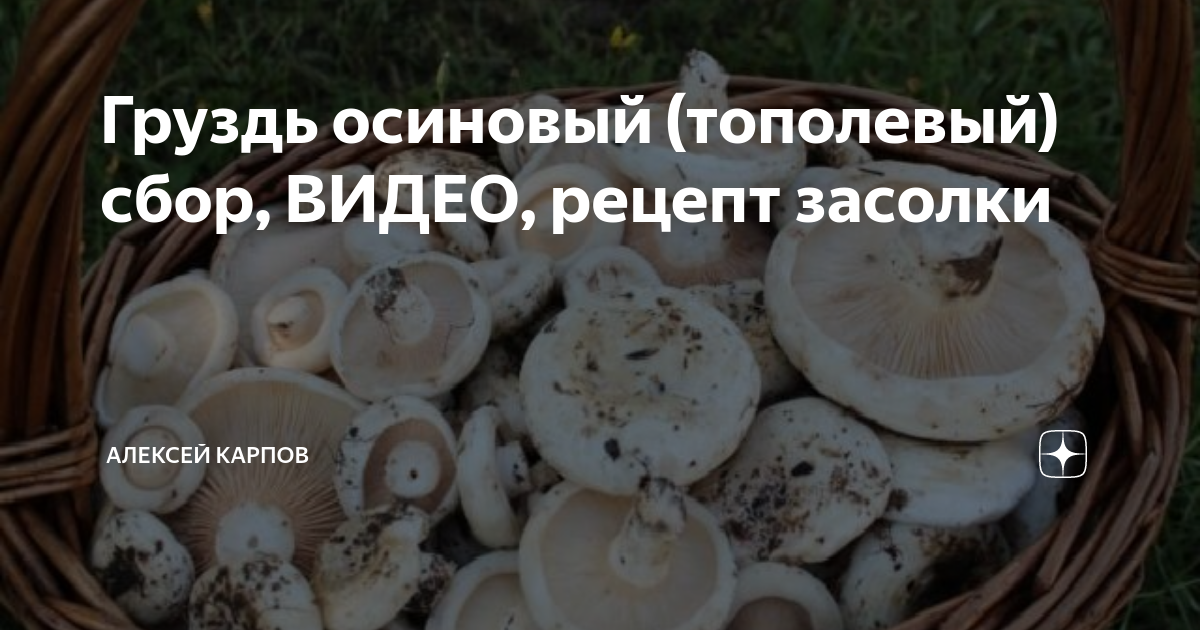 Как солить осиновые грузди. Тополевые грузди засолка. Груздь осиновый засолка. Груздь осиновый маринованный. Осиновый груздь фото и описание засолка.