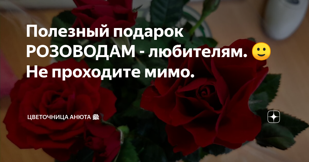 Цветочница Анюта розы дзен. Цветочница Анюта розы. Цветочница Анюта дзен. Цветочница Анюта розы дзен шпаргалка последняя.