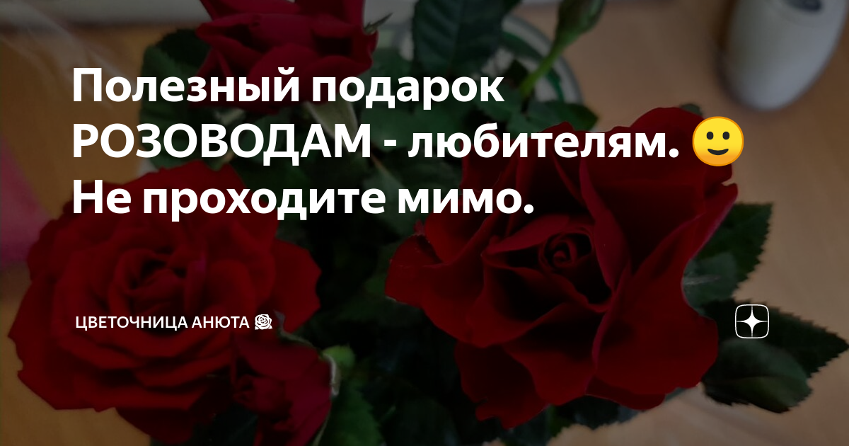 Анюта дзен. Цветочница Анюта розы дзен. Цветочница Анюта розы. Цветочница Анюта дзен. Цветочница Анюта дзен последнее.