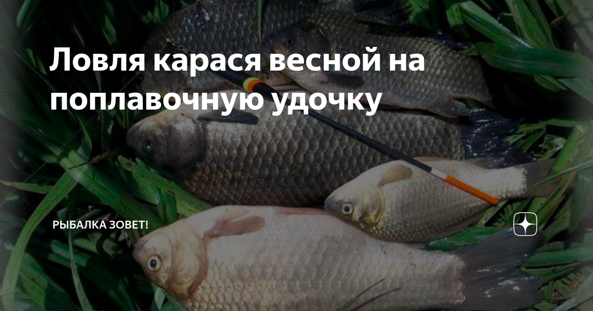 Ловля карася весной на поплавочную удочку