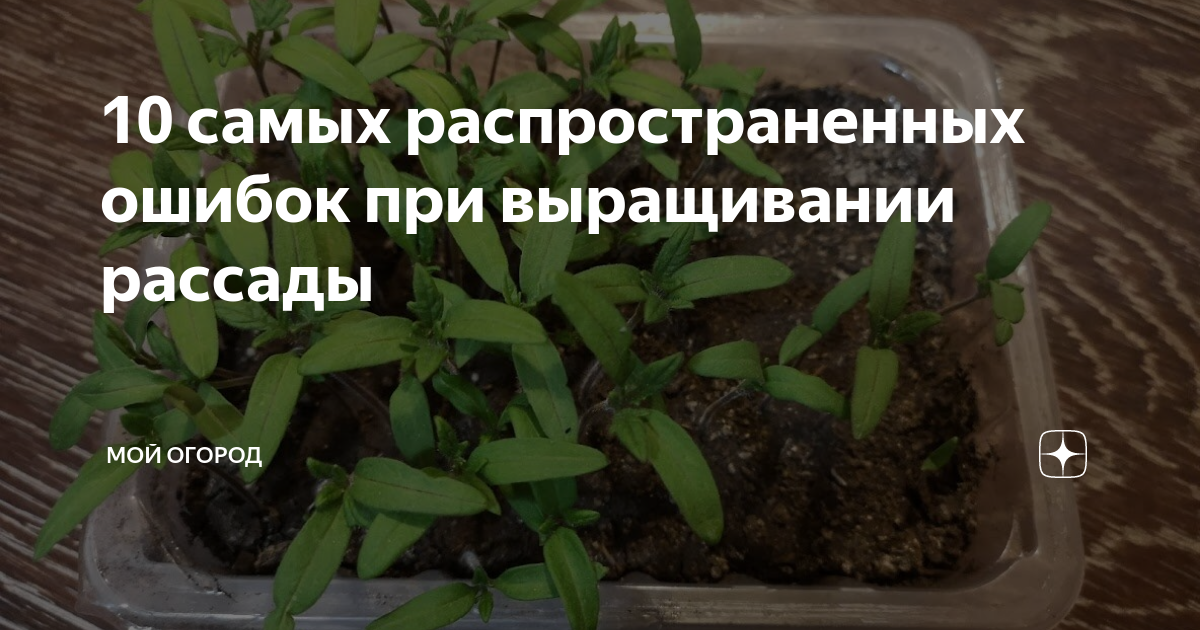 10 распространенных ошибок в выращивании рассады как избежать этих ошибок