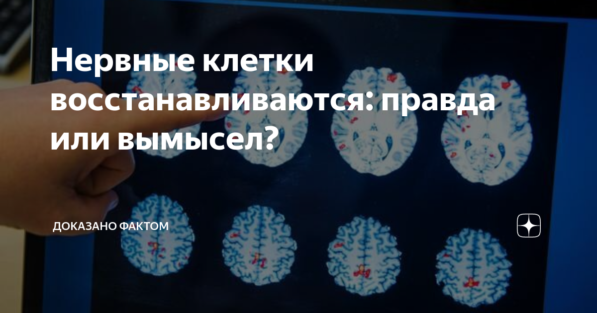 Нервные клетки восстанавливаются: правда или вымысел? | Доказано фактом |  Дзен