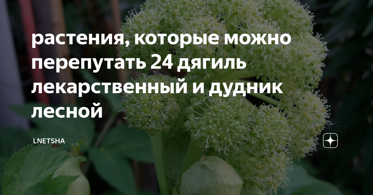 растения, которые можно перепутать 24 дягиль лекарственный и дудник ...