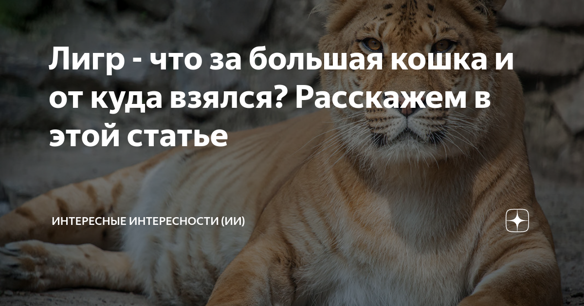лигр геркулес самая большая кошка в мире