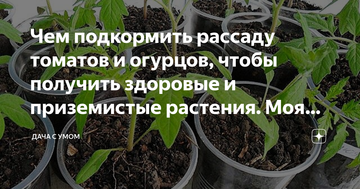 Укрепить рассаду помидор. Чем подкормить рассаду огурцов. Чем подкормить рассаду помидор. Чем подкормить рассаду фото. Когда сажать помидоры на рассаду в башкирии