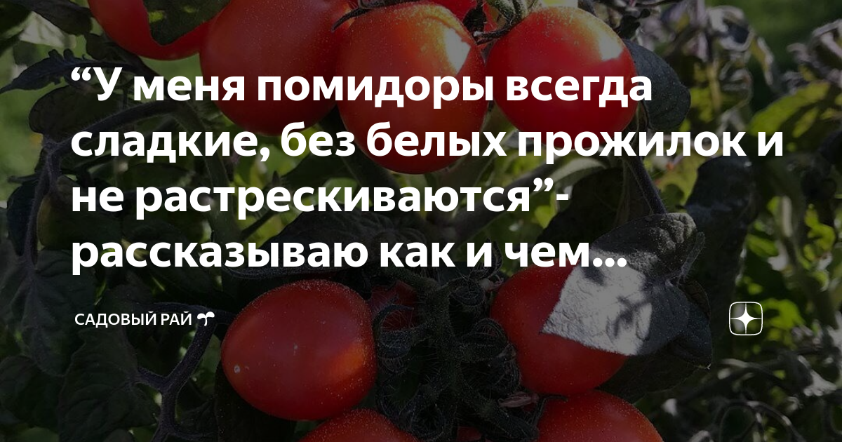 Как сделать помидоры слаще: уход, полив и подкормка для сладости