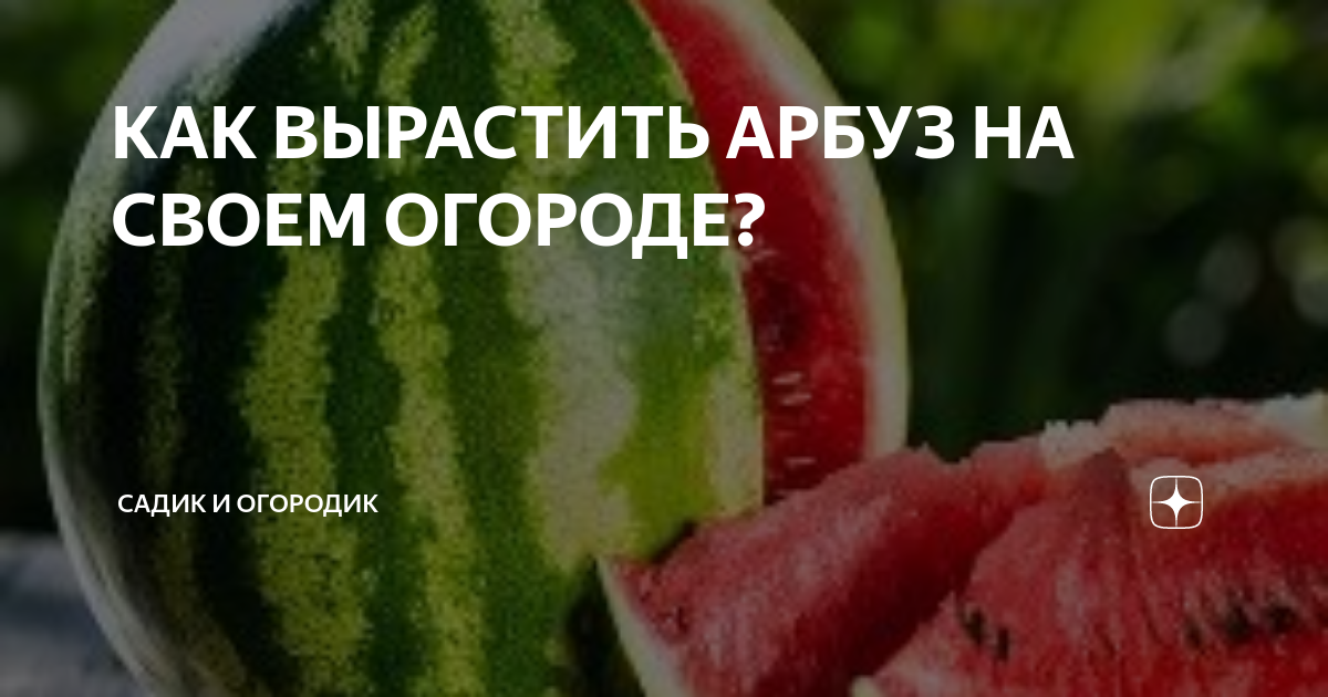 Особенности выбора северного арбуза для огородного выращивания