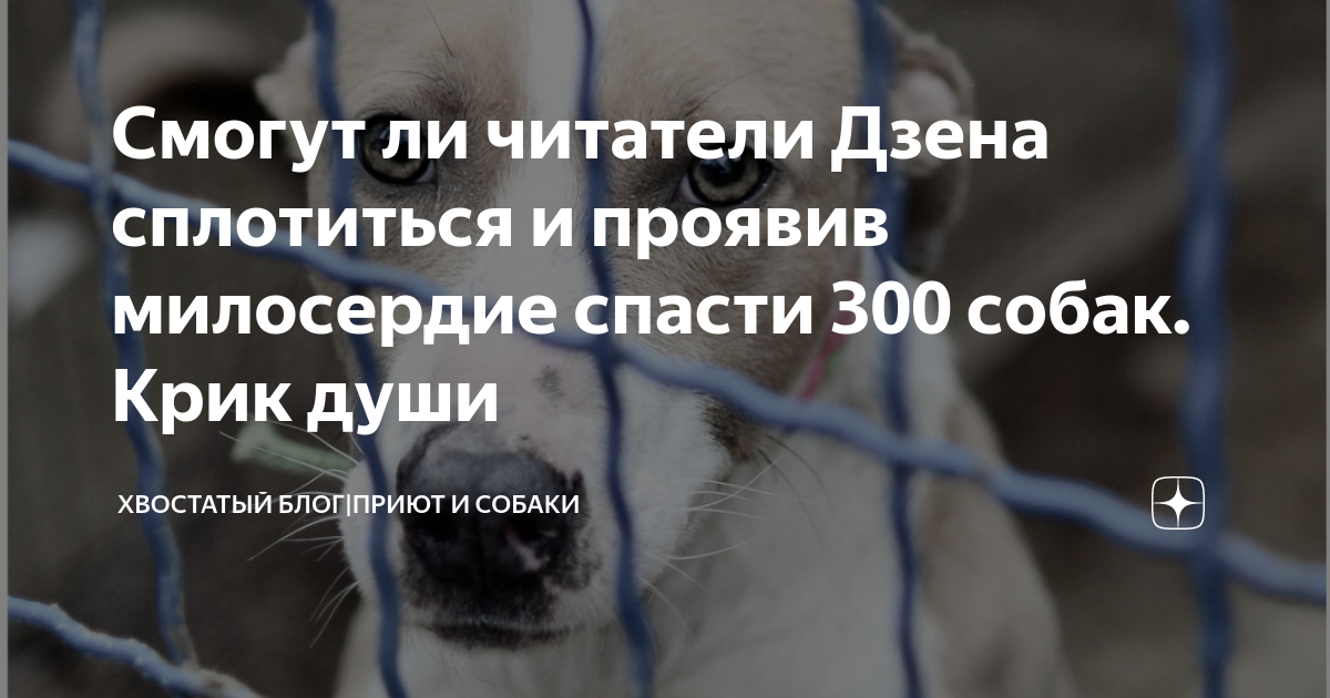 Канал наедине с читателем на дзен. Приют Ковчег Калининград дзен