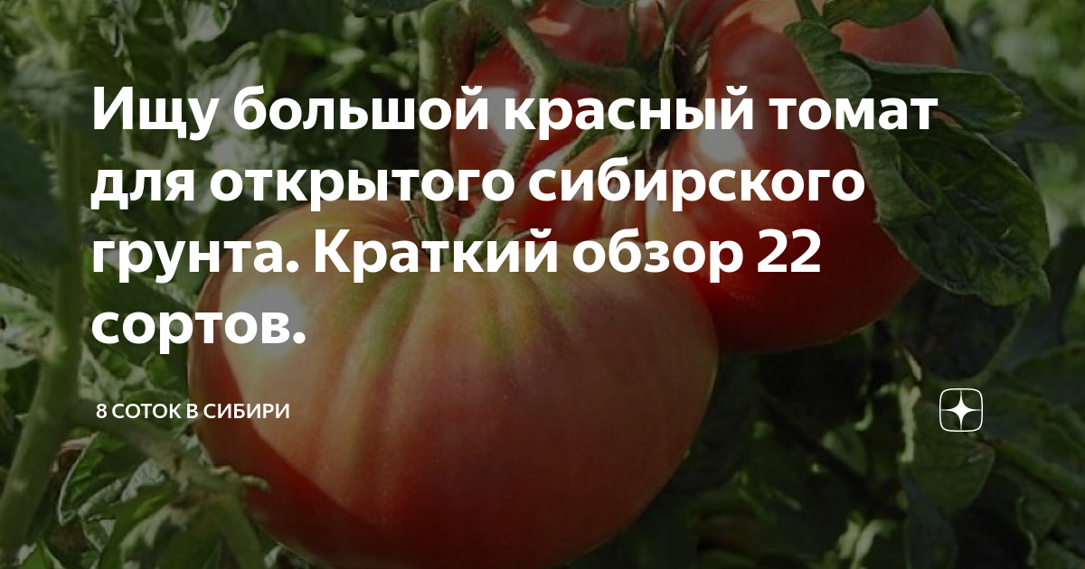 Томат сибирский грунтовый красный. Томаты для открытого грунта в Сибири. Антоциановые сорта томатов. Томат сердце красного дракона.