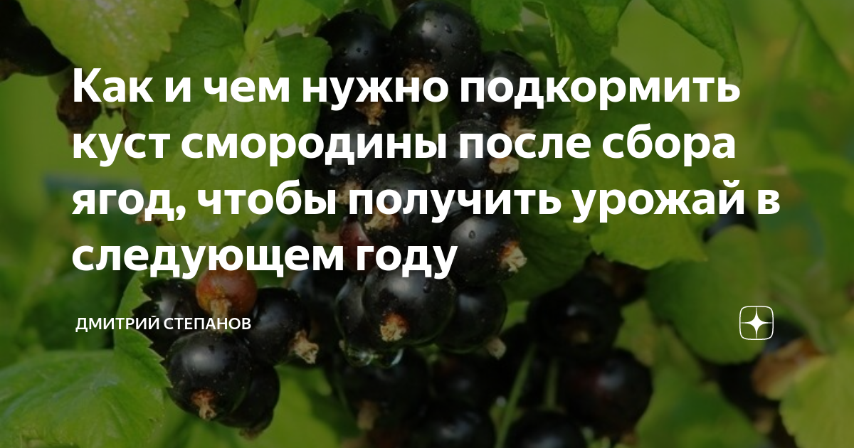 Как собрать черную смородину с кустов. Моя смородина. чем подкормить черную смородину. смородина цитаты.